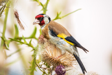 European goldfinch, feeding on the seeds of thistles. Carduelis carduelis.