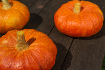 Ripe ginger pumpkin isolated on a burred unfocussed grass background. Autumn concept with pumpkin. High quality photo
