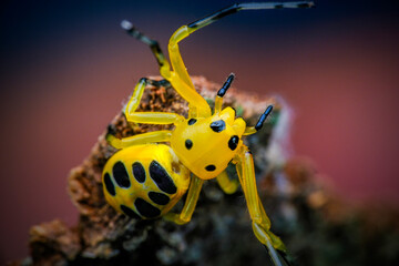 closeup eight spotted crab spider