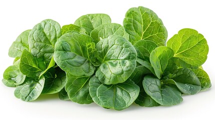Fototapeta premium A close-up photograph of a handful of fresh, green leaves