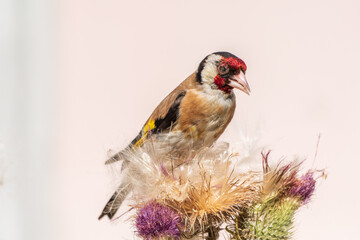 European goldfinch, feeding on the seeds of thistles. Carduelis carduelis.