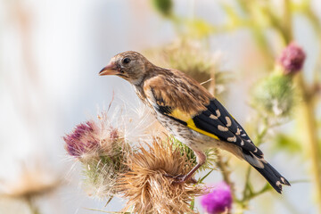 European goldfinch with juvenile plumage, feeding on the seeds of thistles. Carduelis carduelis.