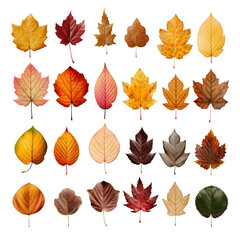 a variety of autumn leaves in different colors such as red, orange, yellow, brown, and green.