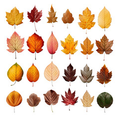 Fototapeta premium a variety of autumn leaves in different colors such as red, orange, yellow, brown, and green.