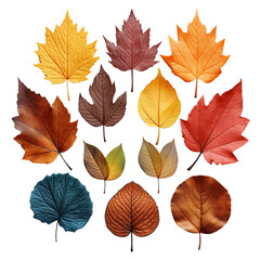 Fototapeta premium Colorful autumn leaves on a transparent background