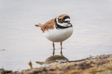 Little ringed plover (Charadrius dubius), bird standing on the lake shore