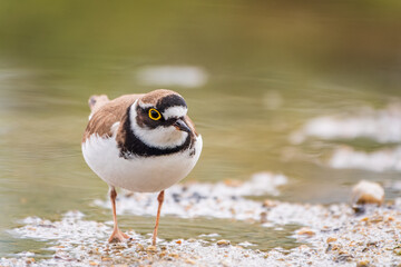 Little ringed plover (Charadrius dubius), bird standing on the lake shore