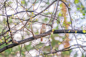 Thrush Nightingale, Luscinia luscinia. A bird sits on a tree branch and sings
