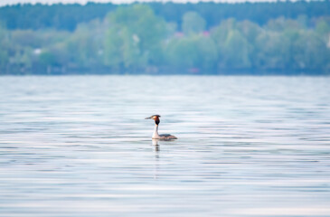 The waterfowl bird Great Crested Grebe swimming in the calm lake