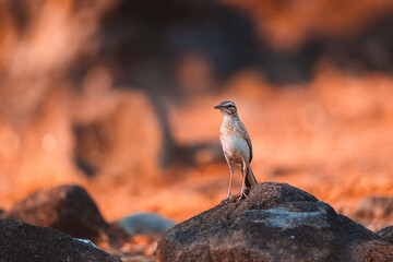 Paddyfield Pipit on the rock