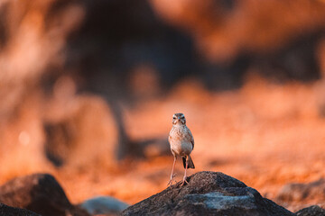 Paddyfield Pipit on the rock