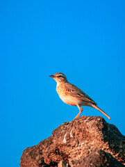 Paddyfield Pipit bird on a rock