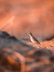 Paddyfield Pipit on the ground, rock