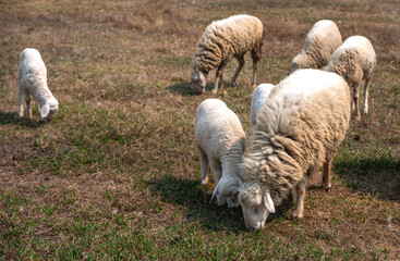 Group of sheep grazing on field in rural ranch