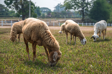 Group of sheep grazing on field in rural ranch