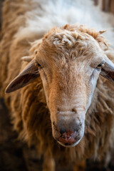 Fototapeta premium close up funny face of a sheep in farm