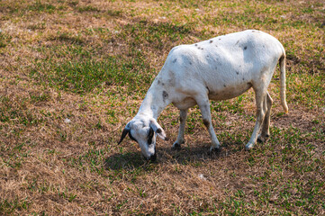 Obraz premium Group of sheep grazing on field in rural ranch