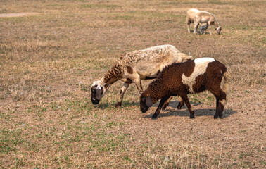 Group of sheep grazing on field in rural ranch