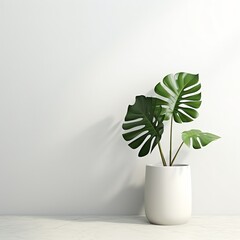 minimal many indoor plant plants, monstera, jade, snake plant, white pots standing at the wood wall with window mockup white clean, bright light