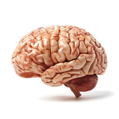 A human brain on white background.