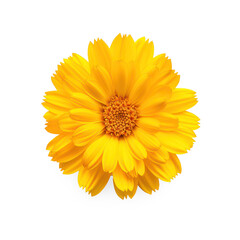 yellow Calendula flower top view full length on transparency background PNG
