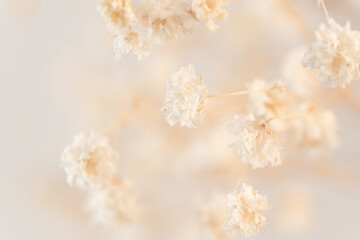 Discover the rustic elegance of a Gypsophila flower in vintage style, showcased in intricate macro...