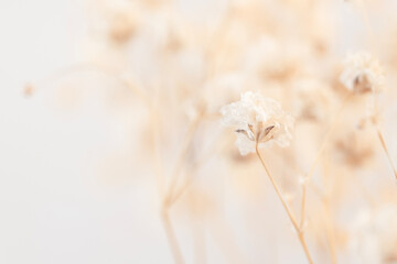 In macro photography, capture the beauty of a vintage-style Gypsophila flower against a light...