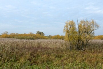 The coast of the Curonian Lagoon. Kaliningrad region