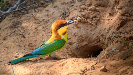 Chestnut-headed bee-eater bird with a catch going inside the tunnel, nest hole in the sandbanks to feed the chicks