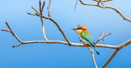 Beautiful Chestnut-headed bee-eater bird (Merops leschenaulti) perch isolated against clear blue skies at Yala National Park