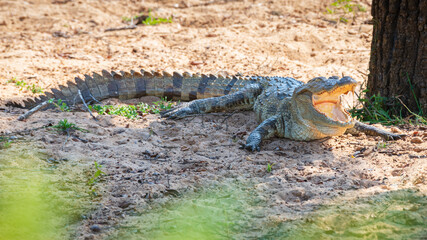 Mugger crocodile resting on the ground with open mouth seen at Yala National Park.
