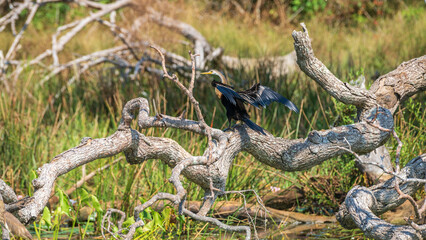 Oriental Darter drying itself with outstretched wings, perched on a fallen tree in Yala National Park.