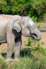 Fototapeta premium Sri Lankan Elephant drinking water from a waterbody at Yala National Park,