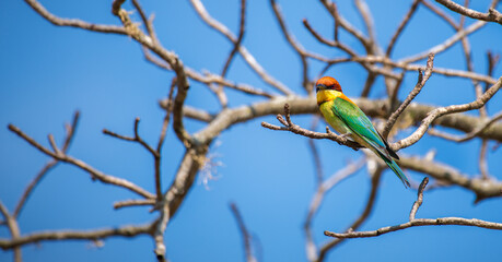 Chestnut-headed bee-eater (Merops leschenaulti) perch at Yala National Park.