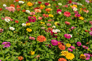 Wildflower in the meadow full frame, Zinnia (Aster family) flowers on the garden