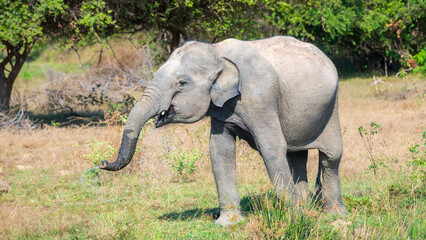 A young elephant wanders in the forest with wet trunk after quenching its thrust, 