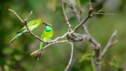 Green bee-eater feeding the offspring, nourishing with bees or insects. 