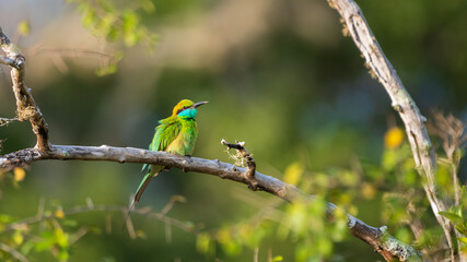 Green Bee-eater (Merops orientalis) perch, Beautiful natural habitat shot, Yala National Park, Sri Lanka.