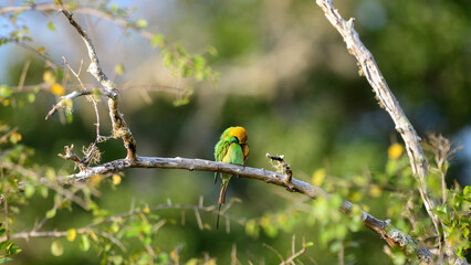 Green Bee-eater (Merops orientalis) preening feathers, Beautiful natural habitat shot, Yala National Park, Sri Lanka.