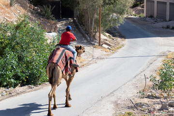 The boy rides camel in Jericho. Attractions for tourists coming to Israel. Jericho, Palestinian Autonomy, Israel.