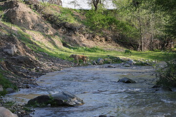 Mountain stream. There is such a beautiful landscape in Yettikechuv region of Zomin district. This is a very comfortable place to relax. Silence, gushing water, beautiful scenery of nature - everythin