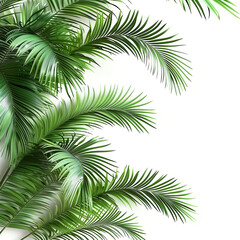 Realistic Palm Leaves on Clear Background, 3D Render, Empty White Background. "Realistic Palm Leaves for Summer Vibes on Transparent Background, 3D Render, Blank White Background."