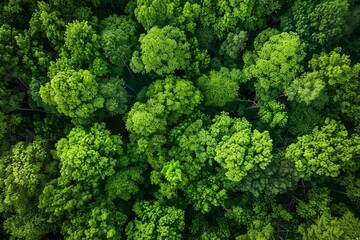 Fototapeta premium Aerial view of a lush green forest canopy with vibrant treetops forming a natural pattern. A stunning summer landscape showcasing the beauty of nature. 
