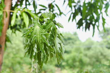 The tops of papaya trees wither from the sun and lack of water due to drought.