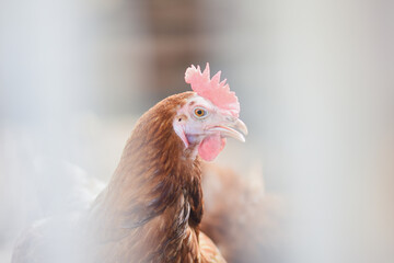 portrait of a bright red village chicken