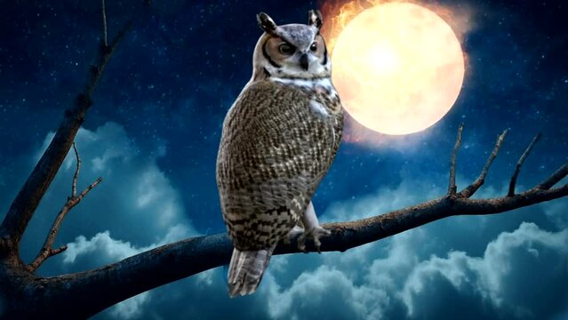 Eagle owl on full moon branch