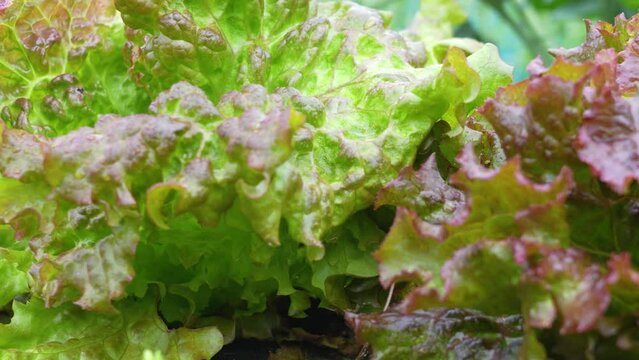 close up of red leaf lettuce.  サニーレタスのクローズアップ