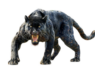 Naklejka premium A black panther is a black variant of the leopard Panthera pardus