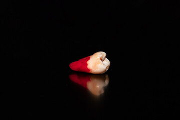 A molar tooth freshly extracted on a black background