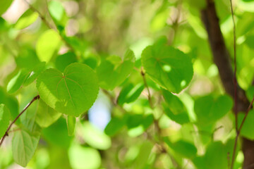 新緑の葉っぱ　カツラの木　ハート型の美しい葉　初夏を感じさせるこもれび　緑の背景